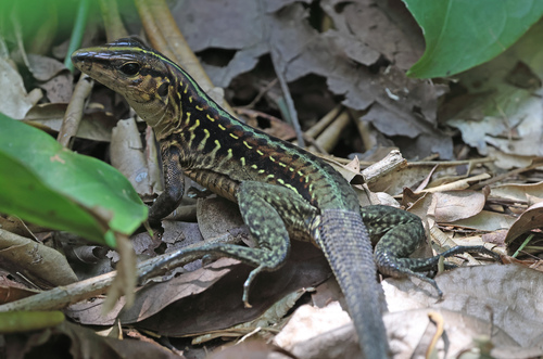 Middle American Ameiva, El Porvenir, Atlántida, Honduras, photo 10 of 10