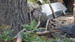 Sciurus carolinensis