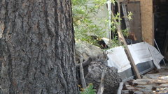 Sciurus carolinensis