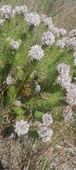 Serruria brownii, photograph (c) James Deacon, some rights reserved (CC BY-SA)