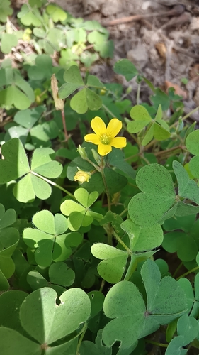 Creeping Woodsorrel