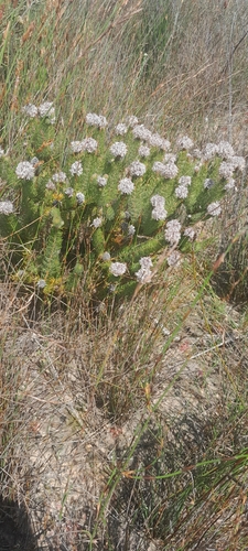 Serruria brownii, photograph 5