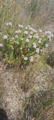 Serruria brownii, photograph (c) James Deacon, some rights reserved (CC BY-SA)