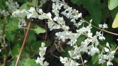 Apis mellifera