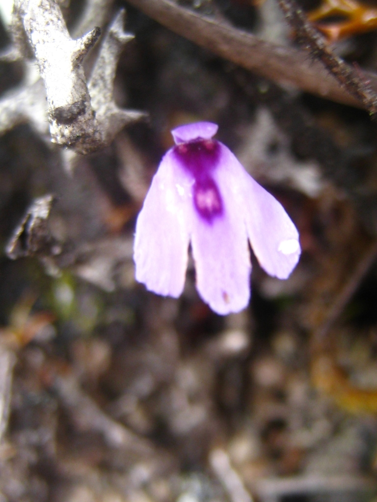 Utricularia pubescens Sm.