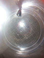 Lamprohiza splendidula