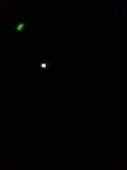 Lamprohiza splendidula