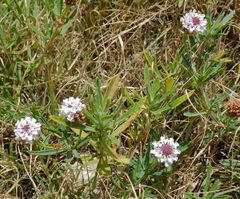 Phyla cuneifolia