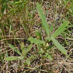Phyla cuneifolia