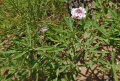 Phyla cuneifolia