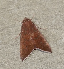 Anomis illita