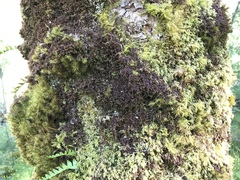 Frullania tamarisci