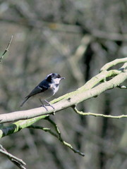 Periparus ater