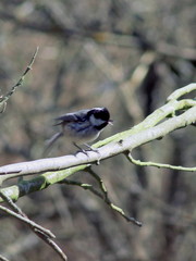 Periparus ater