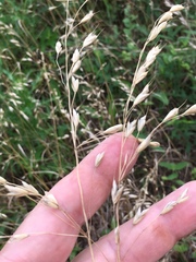 Bromus japonicus