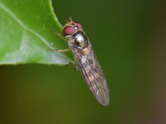 Meliscaeva auricollis