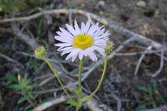 Symphyotrichum spathulatum
