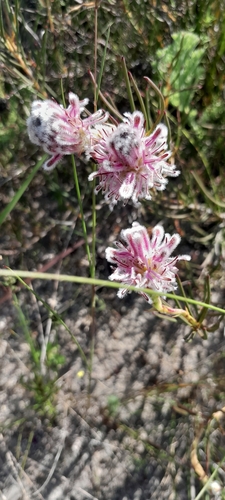 Image of Serruria linearis by (c) James Deacon, some rights reserved (CC BY-SA)