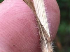 Bromus japonicus