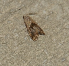 Tripudia rectangula