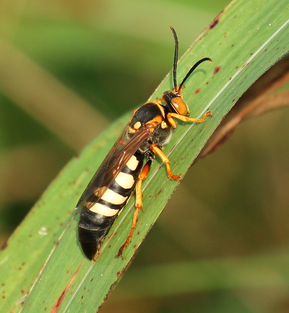 Stizus brevipennis