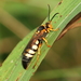 Stizus brevipennis - Photo (c) mayfly1963, algunos derechos reservados (CC BY), subido por mayfly1963