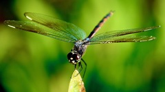 Brachymesia