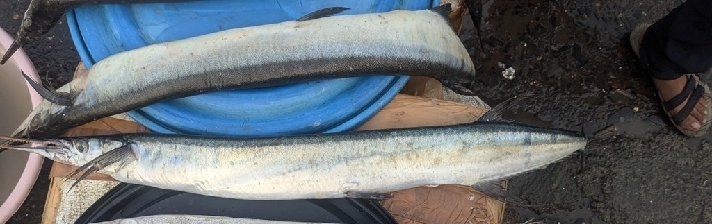 Flat needlefish