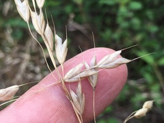 Bromus japonicus