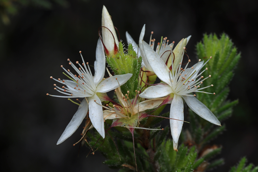 Fringe Myrtle