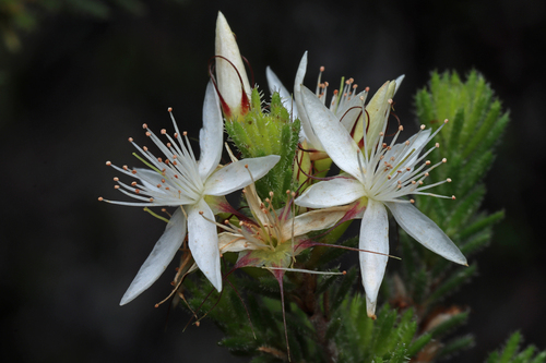 Calytrix tetragona Labill.