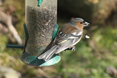 Fringilla coelebs