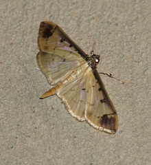 Eulepte gastralis