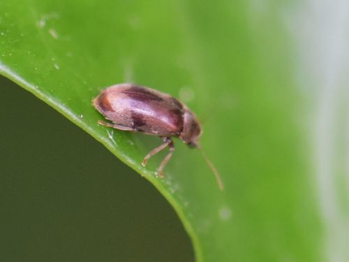 ivy boring beetle, Groesbeek, Nederland, photo 8 of 10