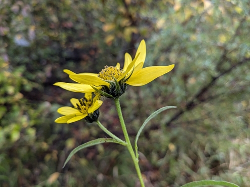 Image of Helianthus giganteus by (c) treelogical, some rights reserved (CC BY)