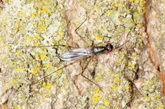 Rainieria