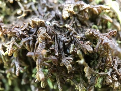 Frullania tamarisci