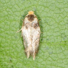 Ectoedemia
