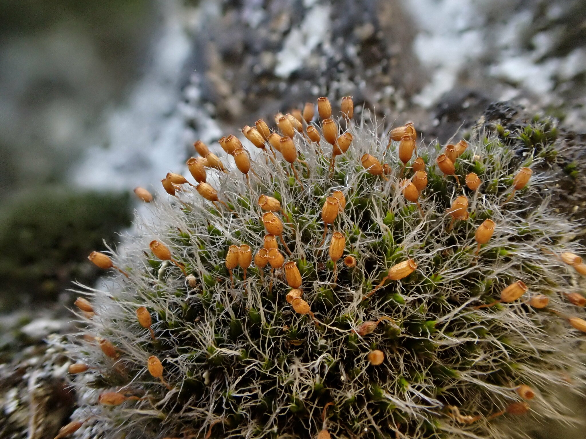 Grimmia ovalis