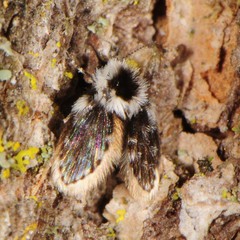 Lepiseodina conspicua