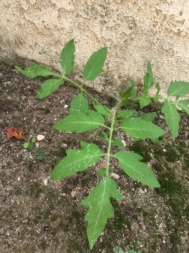 Solanum lycopersicum