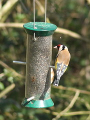 Carduelis carduelis