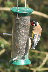 Carduelis carduelis