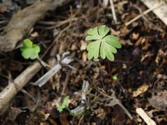 Aconitum fischeri