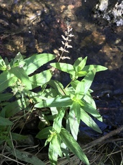 Veronica anagallis-aquatica