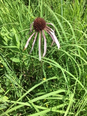 Echinacea pallida