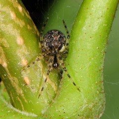 Theridion murarium