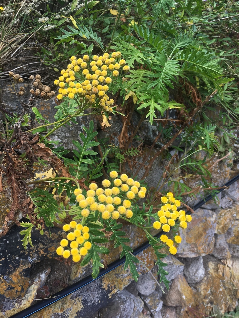 Gonospermum gomerae