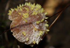 Neobarya agaricicola