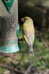 Chloris chloris